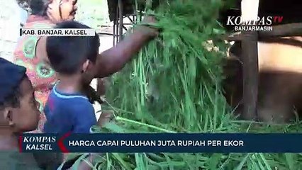 Bisnis Sapi Menggiurkan Jelang Idul Adha, Kenaikan Harga Sapi Limousin Beri Angin Segar