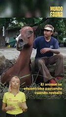 El rescate de esta yegua nos devuelve la fe en la humanidad
