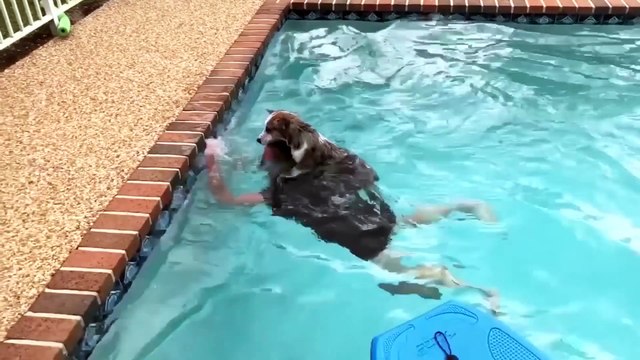 Try Not To Laugh _ Funniest Cat Videos to Keep You Smiling Best Funny Animal Videos