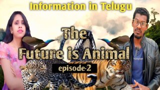 The future is animal episode 2  || ocean || sunfish || pufferfish || banded sea krait || #seaanimals