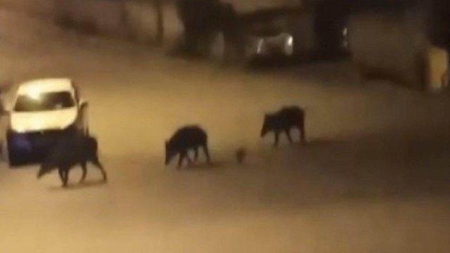 Bursa'da aç kalan domuzlar şehir merkezine indi