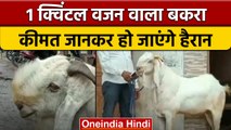 Bakrid 2022: Indore Bajriya Mandi में 85 हजार का बकरा देखने उमड़ी भीड़ | वनइंडिया हिंदी | *Offbeat