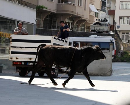 Kaçan kurbanlık boğa yaklaşık bir saatlik mücadelenin ardından yakalandı