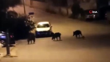 Arefe gecesi Bursa'da ortaya çıktı: görenler şoke oldu
