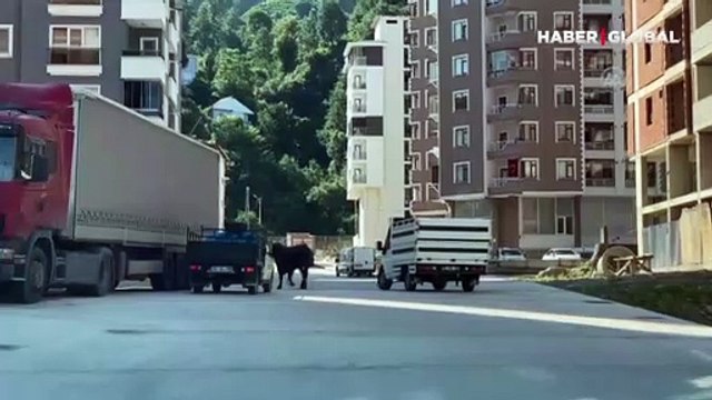 Kaçan kurbanlık boğa trafiği tehlikeye soktu!