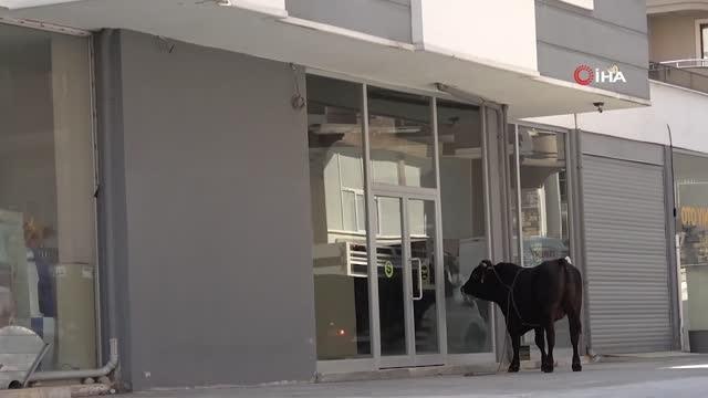 Rize'de kaçan kurbanlık boğa sahiplerine zor anlar yaşattı