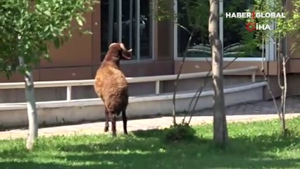 Hastane bahçesini bibirine kattı! Firar eden kurbanlık koç izini kaybettirmeyi başardı