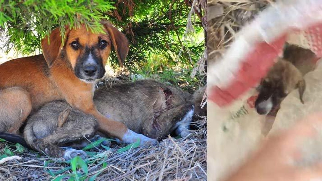 Vicdansızlık! Yavru köpekleri ölüme terk ettiler