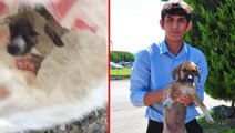 Böyle vicdansızlık görülmedi! Yavru köpekleri çuvala koyup ölüme terk ettiler