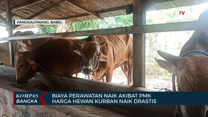 下载视频: Biaya Perawatan Naik Akibat Pmk, Harga Hewan Kurban Naik Drastis