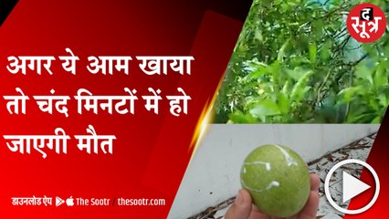 RANCHI: देखने में लगता है आम जैसा पेड़, लेकिन इसे खाने से मौत पक्की