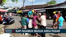 Sapi Kabur Masuk Pasar Argosari Hingga Tradisi Kirab Kambing Kurban di Jember!