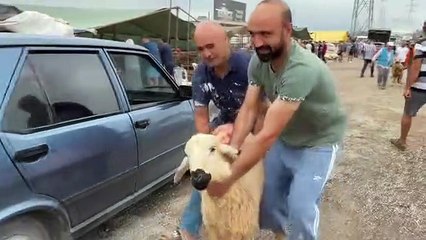 Kurbanlık pazarlarında yoğunluk sürüyor
