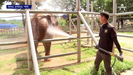 수박 먹고 냉수마찰로 열기 식혀…동물들의 여름나기