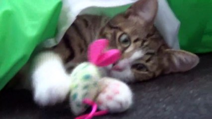 Felines Are Masterpieces