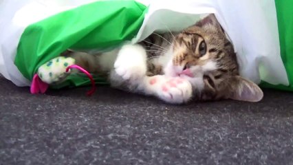 Funny Kitten Plays in Cat Tunnel