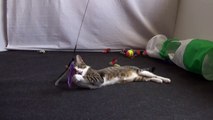 Funny Kitten Plays with Feather Teaser Toy