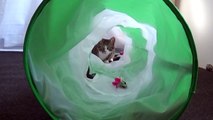 Funny Little Cat Yawns and Jumps into the Cat Tunnel