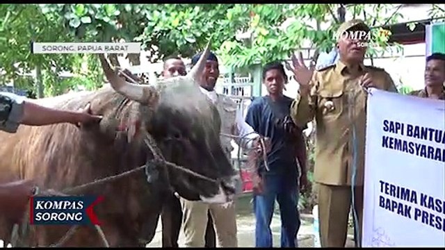 Pemprov Papua Barat Berikan 2 Ekor Sapi Kurban Di Kota Sorong
