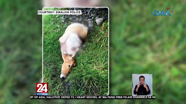 Ilang baka, sinaktan hanggang manghina bago pinutulan ng mga paa | 24 Oras Weekend