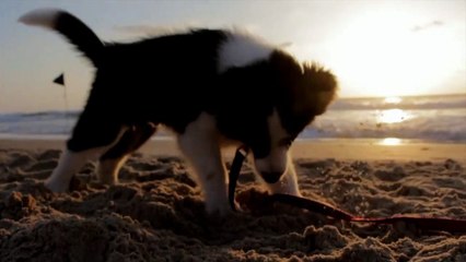 Dog Playing On Beach - Cool Moment
