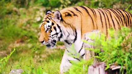Bengal Tiger Fear In Anakapalle Visannapeta: పెద్దపులి భయంతో వణుకుతున్న విస్సన్నపేట| ABP Desam