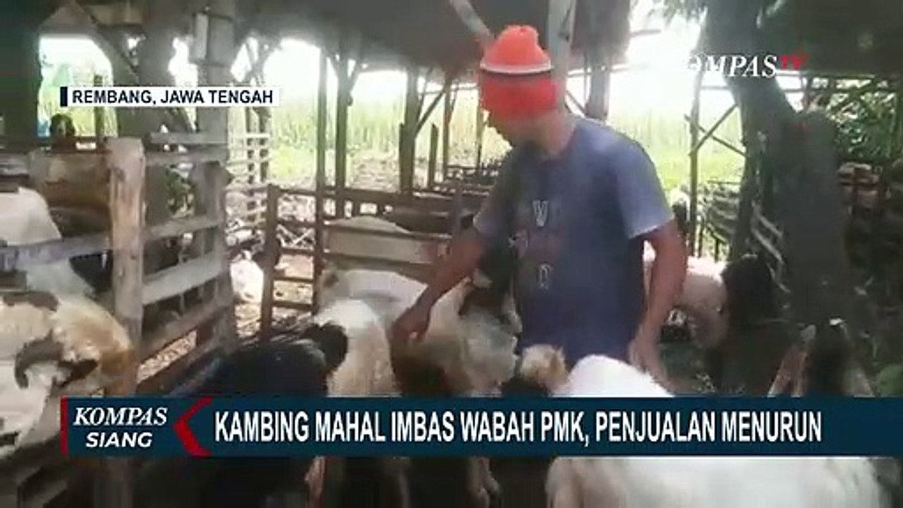 Penjualan Kambing Kurban Menurun, Penjual Hanya Bisa Berharap Wabah PMK Berakhir
