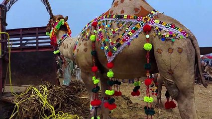 Bakra Mission | Muhmmad Dawood Ur Rehman Ali Vlog | بکرا خریداری مشن