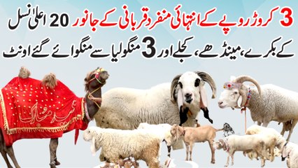 3 crore rupay k intehai munfrid qurbani k janwar, 20 aala nasal k bakray, mendhay, kajlay aur 3 Mongolia Se mangwaiye gye oont