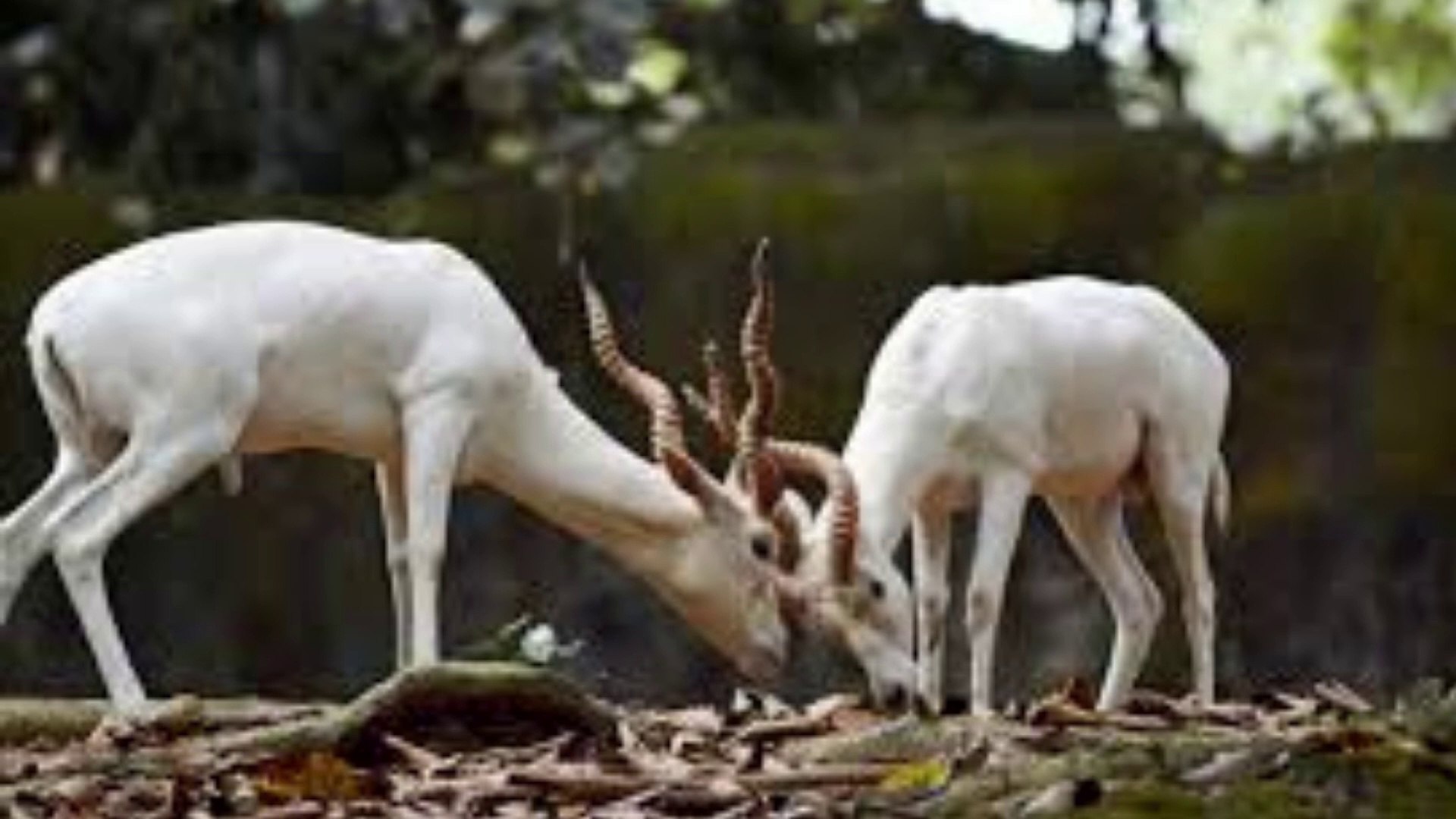 who drink little water and can never live in sand addax-  su içen ve kumda asla yaşayamayan hayvan  