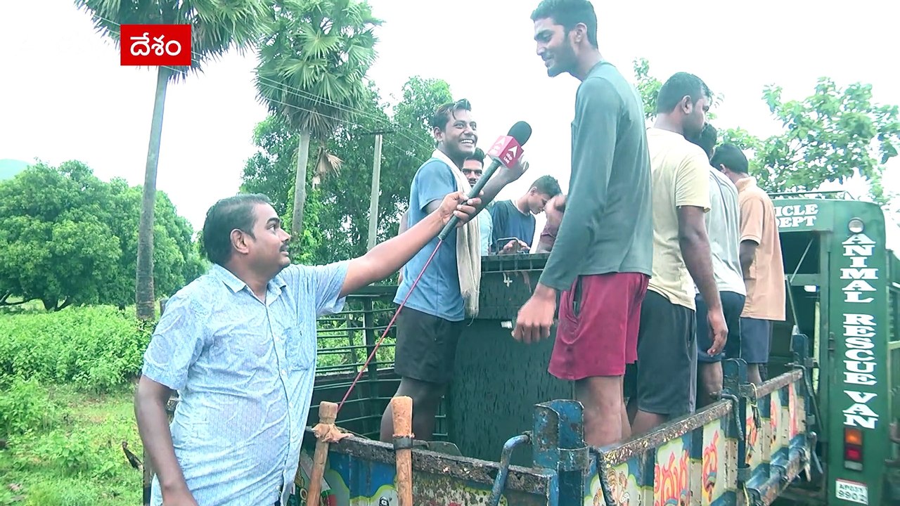 Bengal Tiger Fear Continues | Cages Set: పెద్దపులిని పట్టుకునేందుకు ఏర్పాట్లు పూర్తి చేసిన అధికారులు