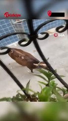 Kurbanlıklar Kaçtı Sahipleri Kovaladı - Türkiye Gazetesi