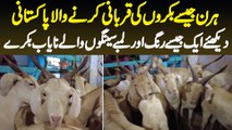 Hiran Jaise Bakron Ki Qurbani Karne Wala Pakistani - Dikhiye Ek Jaise Color Wale Bakre