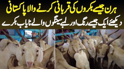 Hiran Jaise Bakron Ki Qurbani Karne Wala Pakistani - Dikhiye Ek Jaise Color Wale Bakre