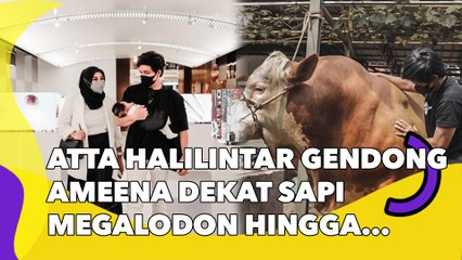 Atta Halilintar Gendong Ameena Dekat Sapi Megalodon hingga Nyaris Diseruduk, Aurel Ngegas: Dia Enggak Suka