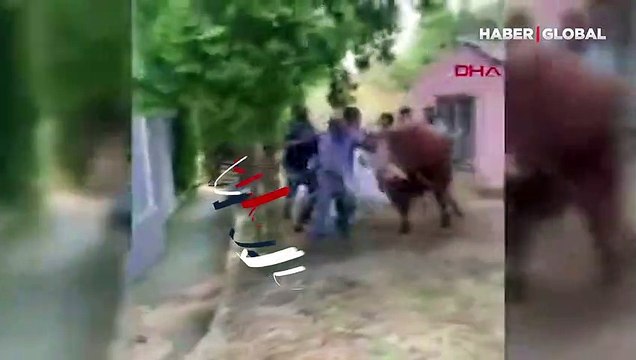 Kurbanlık boğa 7 kişiyi birden böyle savurdu!