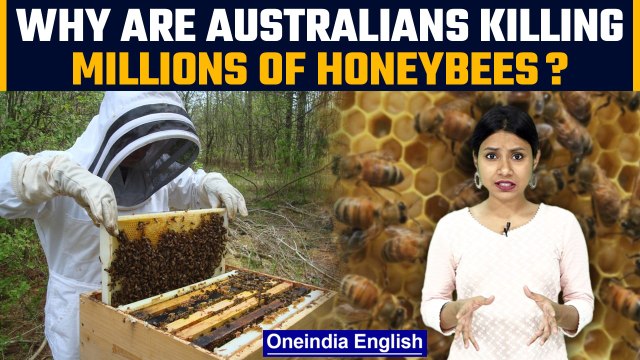 Australia is killing millions of honeybees | Know all about varroa mites | Oneindia News*Explainer