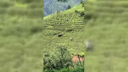 Rize'de kaçan kurbanlık, sahiplerini peşinden koşturdu