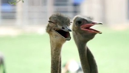 Close up shot of ostrich at the ostrich farm
