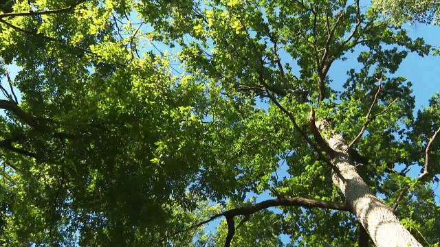 La forêt de Chantilly, sentinelle menacée du réchauffement climatique