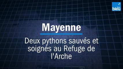 Le sauvetage de deux pythons royaux en Mayenne