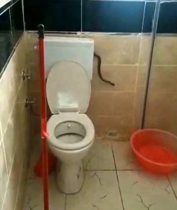 Yüzünü yıkamak istedi, banyosunda yılanla karşılaştı