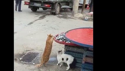 Seekor Kucing Terekam kamera mencuri Ikan