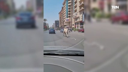 العجل هرب وطلع الكوبري.. قولولنا أيه المواقف الطريفه ليكم مع الأضاحي