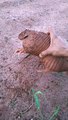 Man Comes Across Armadillo in a Field