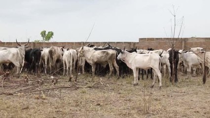 Türkiye Diyanet Vakfı Gana'da ihtiyaç sahibi ailelere ulaştı