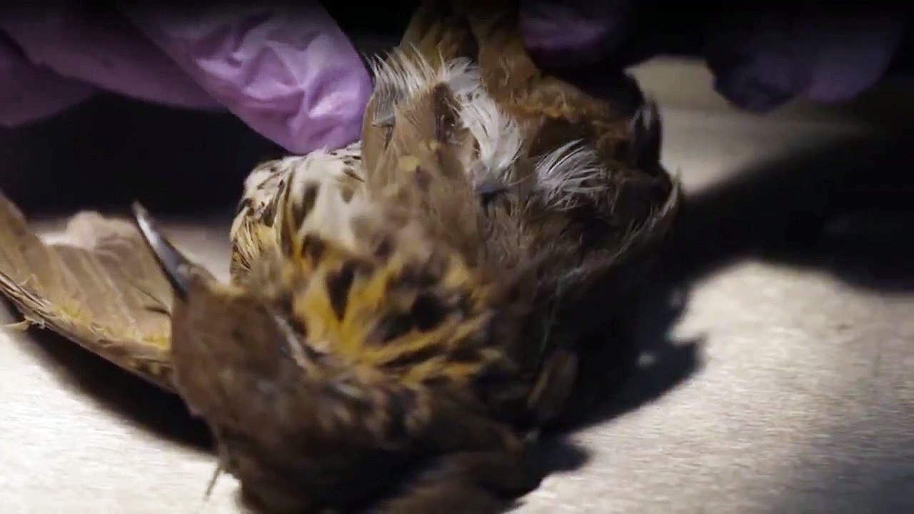 Dark Staffel 1 Folge 4 HD Deutsch