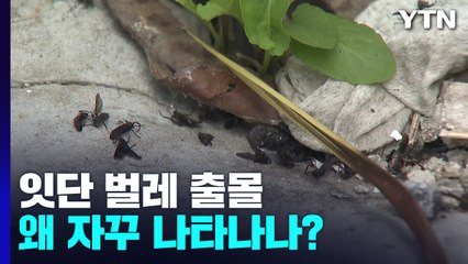 '러브버그·너구리' 잇따르는 곤충·야생동물 출몰..."서식지 감소도 영향" / YTN