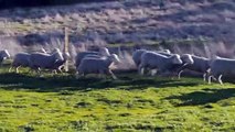 The Merino sheep breed was a force to kick-start the Australian wool industry