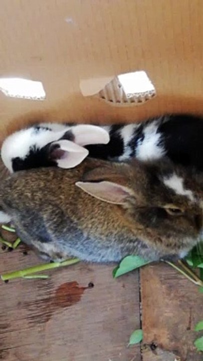 Loise And Rabbit
